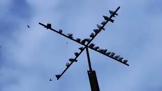 25.08.2024 г Состоится   Ярмарка  Голубей г. Тула ул Галкина 1Д ,, 89612615305 Роман