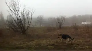 Утро в деревне. Весна.