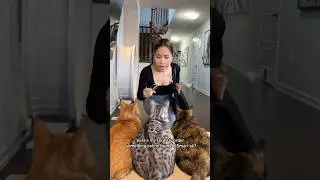 I gave my cats my credit card to buy cat food 😱