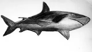 How to draw a shark 🦈 |easy drawing tutorial for beginners realistic drawing