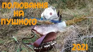 Полювання на зайця 2021. Добув зайця і лиса.