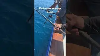 Мы поймали акулу в сша
