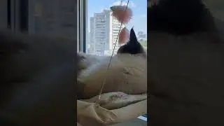 Гамак