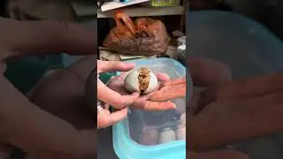 Рождение цыпленка😍