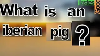 What is an ibarian pig ?