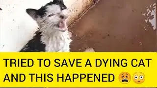 I Tried To Save A Dying Cat and This Happened. What Would You Do?