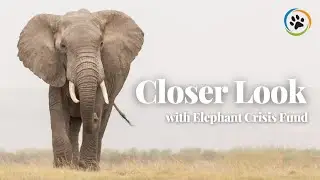 Saving Elephants: The Fight Against Ivory Trade | Closer Look