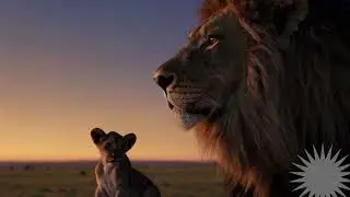 Dear Son | A Lions Advice