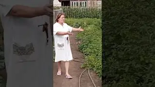 Сначала вилами, потом лопатою, весь огород, я перелопатила... 