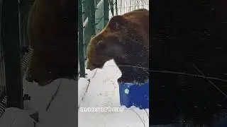 Цирковой номер, не повторять! /Bear Mansur