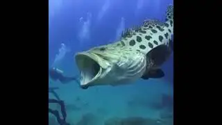 wow 😱 ikan ini lebih besar dari megalodon 🦈🦈 #shorts