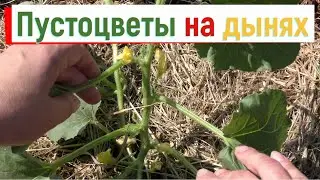 Может не прищипывать основной побег у дыни? Пустоцветы на дынях