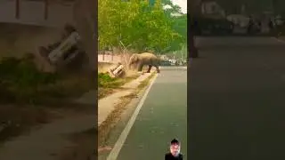 elephant fight and gadi#shots #hit YouTube per viral video