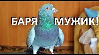 Dove Barya - God of the Nest