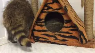 Енотики