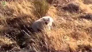 Животный чихают! Усаться!
