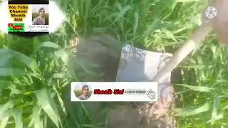 ma na aj apne gandm ko pane lgya  آج میں نے  اپنی  گندم کو پانی  لگیا