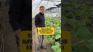 Огурцы в ведрах мне нравятся 