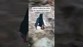Salmon are returning to spawn