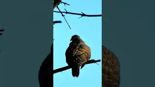 Ястреб молодой 31.07.2024 / Young Hawk 7.31.2024
