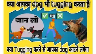 क्या tugging करने से dog काटने लगता है #germanshepherd  #youtube #viralvideo #zedplusarun