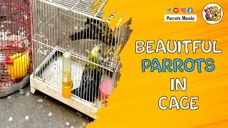 Beautiful parrots in cage