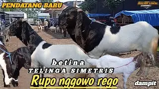 TERUPDATE HARI INI‼️HARGA KAMBING BETINA PE KALIGESENG  DI  PASAR DAMPIT  DI TGL 18 NOV 2024 KEMAREN