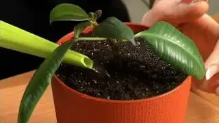 Цветы зимой Фикус ч.2
