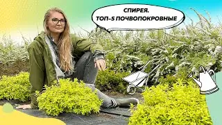 Почвопокровные спиреи | Спирея | Спирея японская | Декоративные кустарники | 