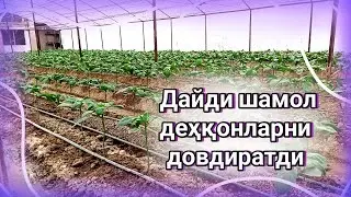 Дайди шамол деҳқонларни довдиратди