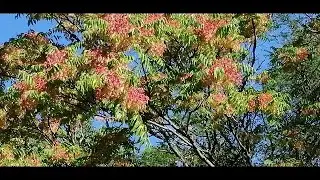 🌿🌿АЙЛАНТ, ЧУМАК, ВОНЮЧКА - что за растение. ПОЧЕМУ ЧУМАК? ЛЕЧЕБНЫЕ СВОЙСТВА