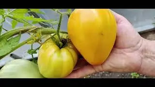 Дела осенние🤗А погода весенняя🤗