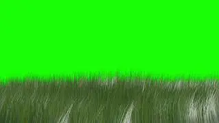 green screen trees blowing in the wind