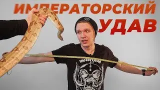 Imperial boa constrictor. How to help your snake these days? Shedding. A quick overview.