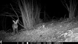 Roe deer at night