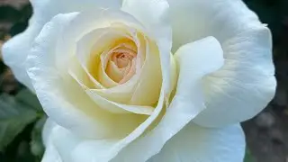 УБИЙЦЫ КРАСОТЫ!!!🥹🥹🥹  МГНОВЕННОЕ УНИЧТОЖЕНИЕ ЦВЕТОВ🥀🥀🥀🚨🚨🚨