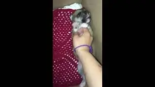 Puppy cuteness