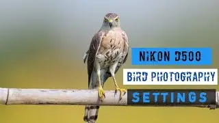 Nikon D500 Bird Photography Settings in Hindi - Nikon D500 Wildlife Photography Settings
