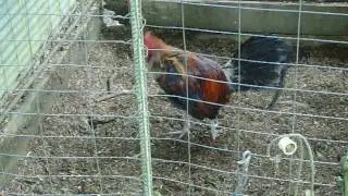 Multi Hatch