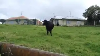 Angry Bull Charges Us!!!!!!
