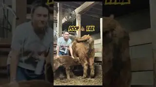 Taking care of sick baby calf #farm #cow #highlandcow #farmlife #animal