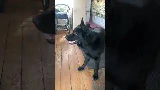 Вот кто настоящий главарь стаи 😀