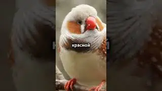 Почему у снегирей красная грудка только  у самцов?