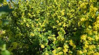 flowering currant  (footage 4к)