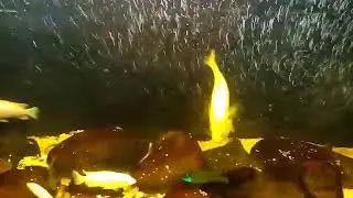 Карюля Парамона