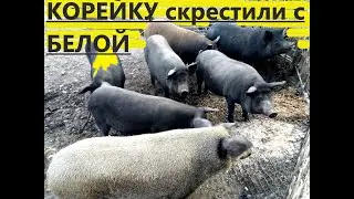 СКРЕСТИЛИ КОРЕЙСКУЮ СВИНЬЮ И БЕЛУЮ БОЛЬШУЮ, Полу  дикие свиньи, Бизнес на свиньях