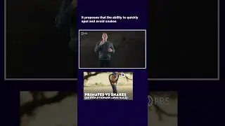 Snake Detection Hypothesis