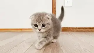A kitten who comes home for the first time is anxious and meows.