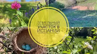 # 459 Земельный участок в Испании. Работы На Участке Сельскохозяйственного Назначения В Европе. Сад