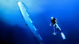 Regalec, la serpiente de mar gigante del abismo